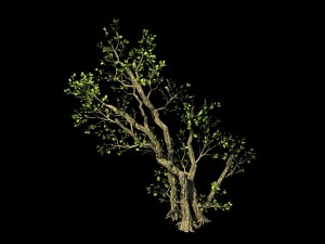 general plant - trees 01 Model 3D
