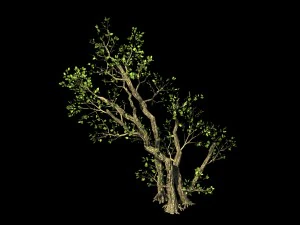 general plant - trees 01 3D Model