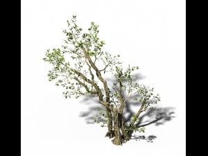general plant - trees 01 Model 3D