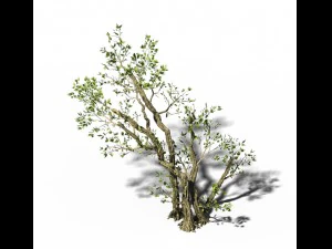 general plant - trees 01 3D Model