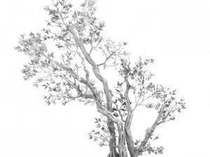 general plant - trees 01 3D Model