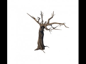 general plant - trees 05 3D Model