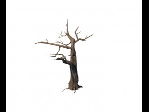 general plant - trees 05 3D Model