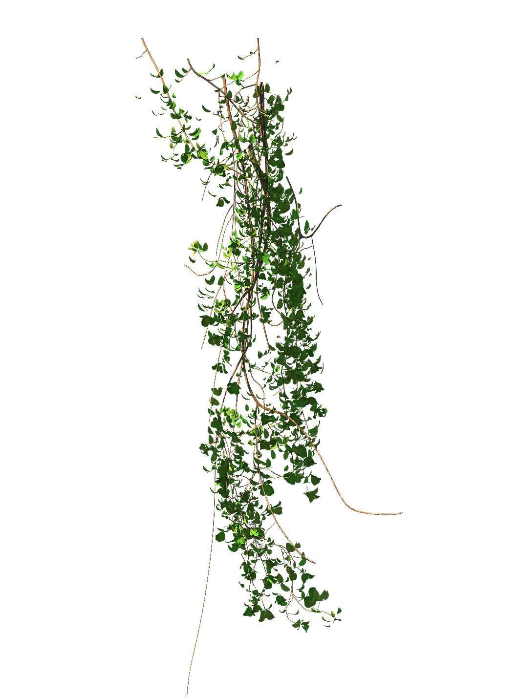 general plant - vines 02 3D Model .c4d .max .obj .3ds .fbx .stl .blend 