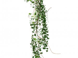 general plant - vines 02 Modello 3D
