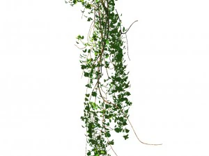 roślina og&oacute;lna - winorośl 02 Model 3D