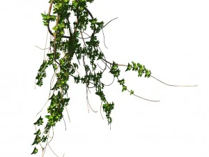 general plant - vines 02 3D Model