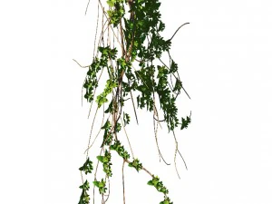 general plant - vines 02 3D Model