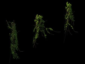 general plant - vines 02 3D Model
