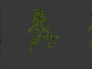 general plant - vines 02 3D Model