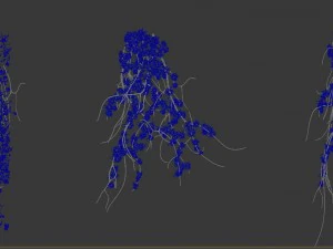 general plant - vines 02 3D Model