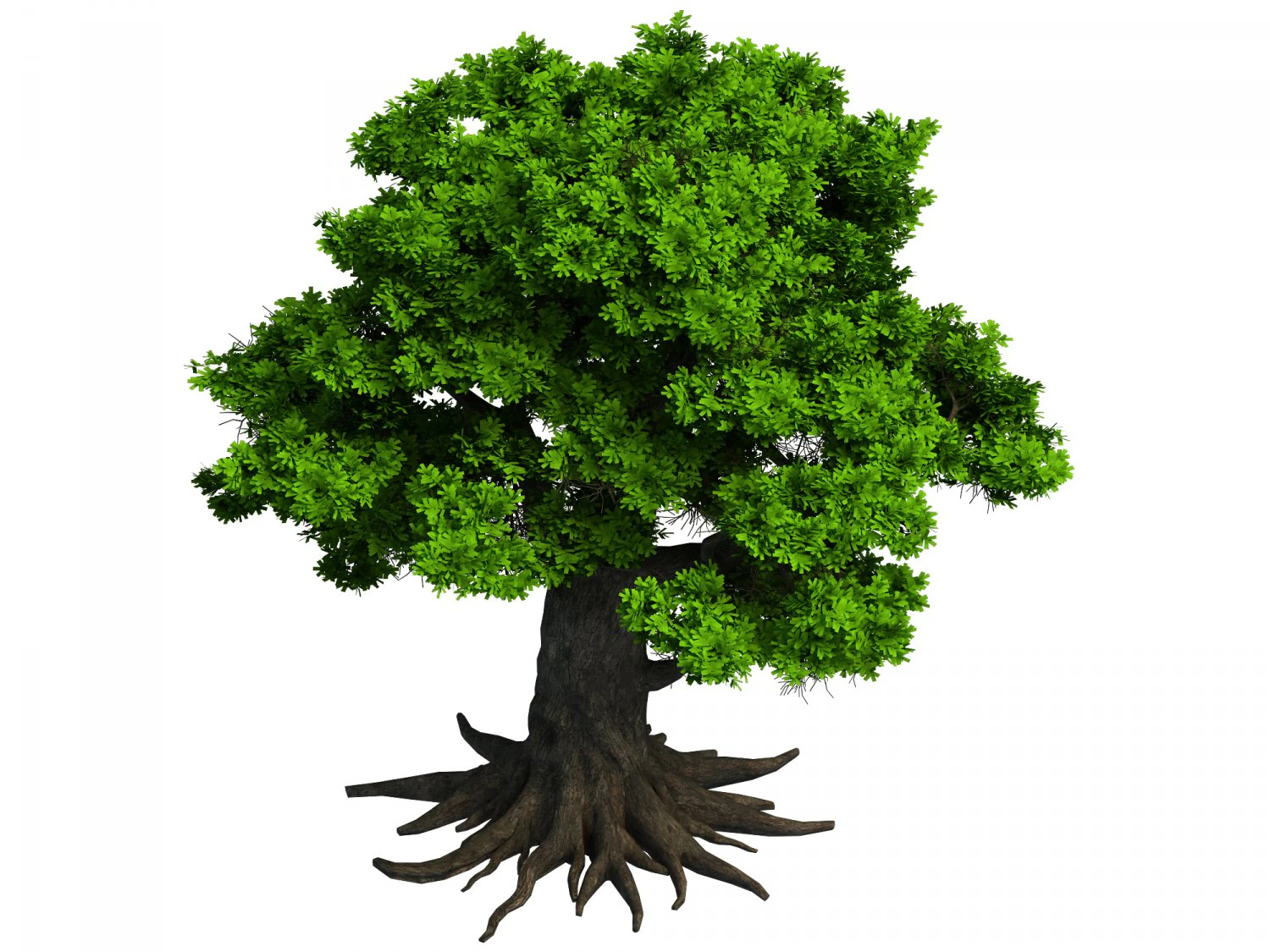 plant - big banyan tree 053 3D Model .c4d .max .obj .3ds .fbx .stl .blend