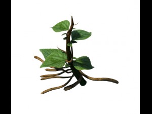 plant trees - vines 01 Modelo 3D