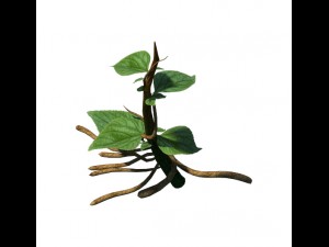 plant trees - vines 01 3D 模型