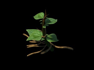 plant trees - vines 01 3D 模型