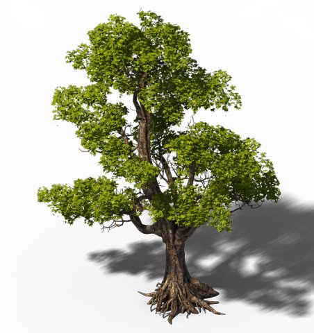 plant - windy grassland trees 03 3Dモデル .c4d .max .obj .3ds .fbx .stl .blend 