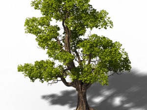 plant - windy grassland trees 03 3Dモデル