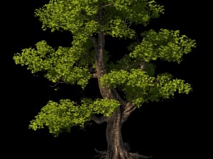 plant - windy grassland trees 03 3Dモデル