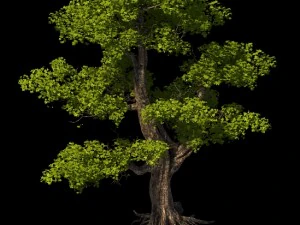 plant - windy grassland trees 03 3D Model