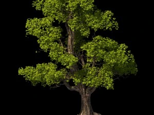 plant - windy grassland trees 03 3D Model