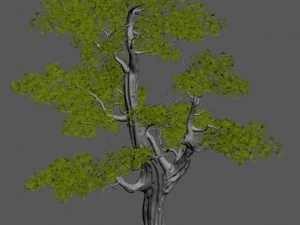 plant - windy grassland trees 03 3D Model