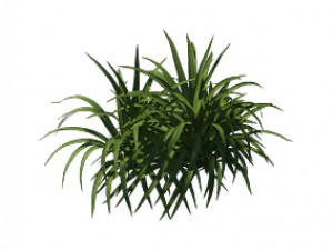 plant - flowers 32 3D Модель