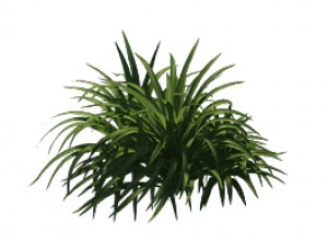 plant - flowers 32 3D Модель