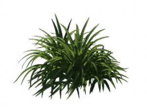 plant - flowers 32 3D Model
