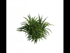 plant - flowers 32 3D Модель