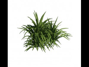 plant - flowers 32 3D Модель