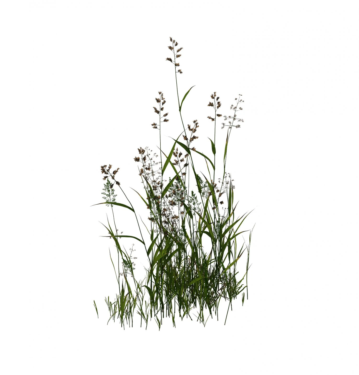plant - flowers 33 3D Model .c4d .max .obj .3ds .fbx .stl .blend 