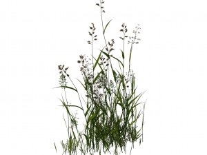 plant - flowers 33 3D Model