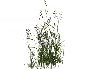 plant - flowers 33 3D Model