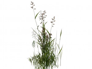 plant - flowers 33 3D Model