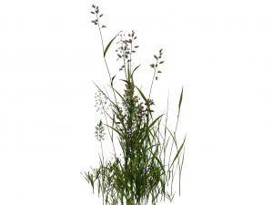 plant - flowers 33 3D Model