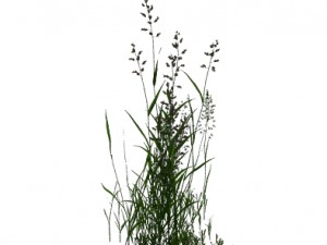 plant - flowers 33 3D Model