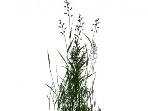 plant - flowers 33 3D Model