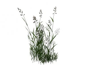 plant - flowers 33 3D Model