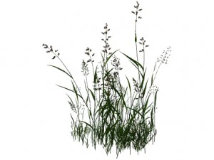 plant - flowers 33 3D Model