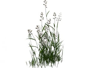 plant - flowers 33 3D Model