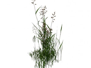 plant - flowers 33 3D Model