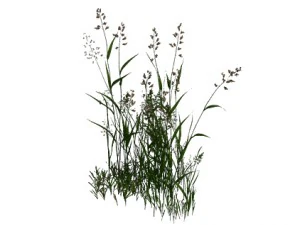 plant - flowers 33 3D Model