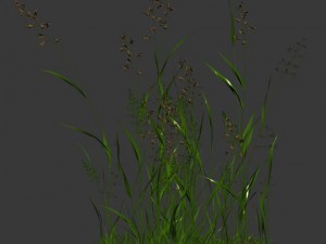 plant - flowers 33 3D Model