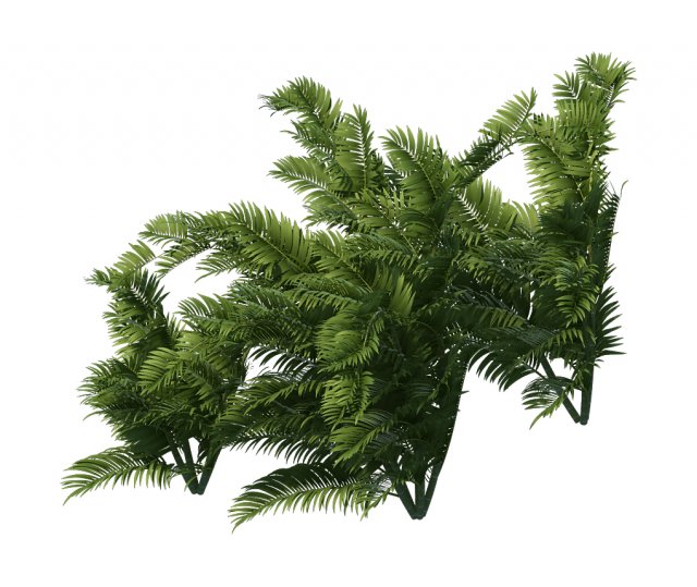 plant - tropical tree 3D Модель .c4d .max .obj .3ds .fbx .stl .blend 