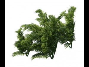 plant - tropical tree 3D Модель