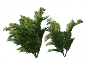 plant - tropical tree 3D Модель