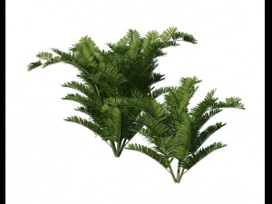 plant - tropical tree 3D Модель