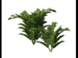 plant - tropical tree 3D Model
