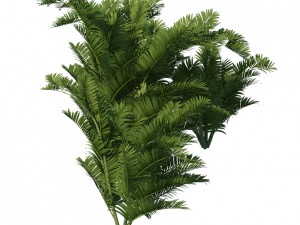 plant - tropical tree 3D Модель
