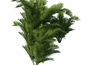 plant - tropical tree 3D Model